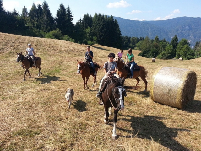 Caballos en el campo